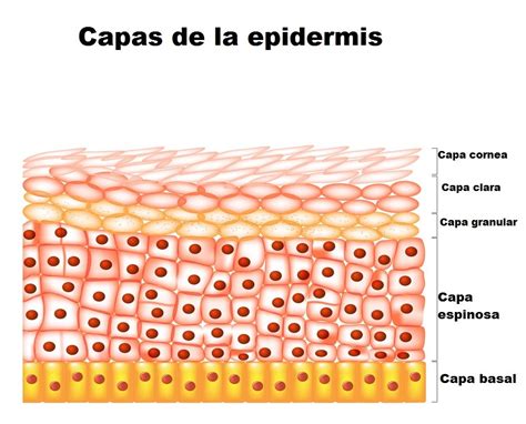 capas de la epidermis-1